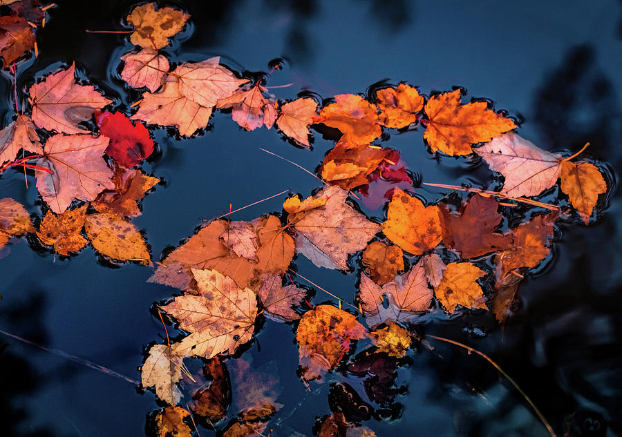 Autumn leaves in the blue water Photograph by Lilia S
