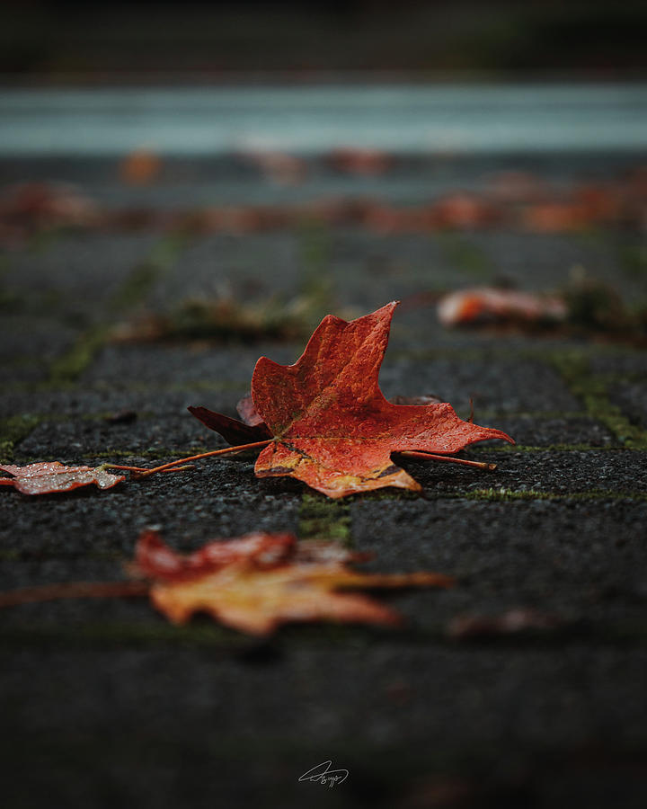 Autumn Leaves in the City Photograph by William Boggs