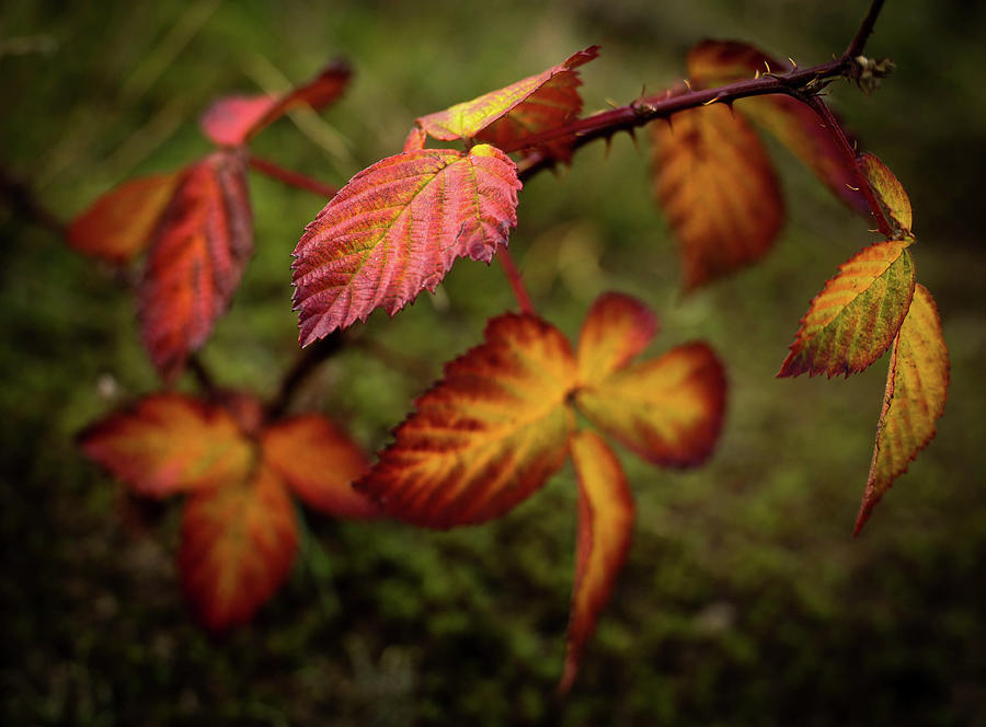 Autumn leaves in the foreground Photograph by Anita Gendt van - Fine ...