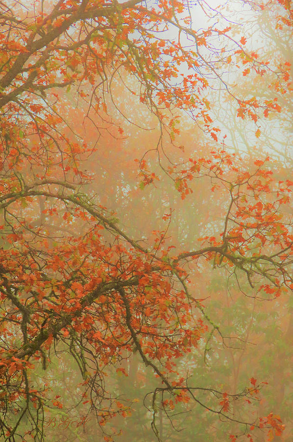 Nature Photograph - Autumn Leaves in the Mist - 1 in a Series - Nature - Fall in the Garden by Brooks Garten Hauschild