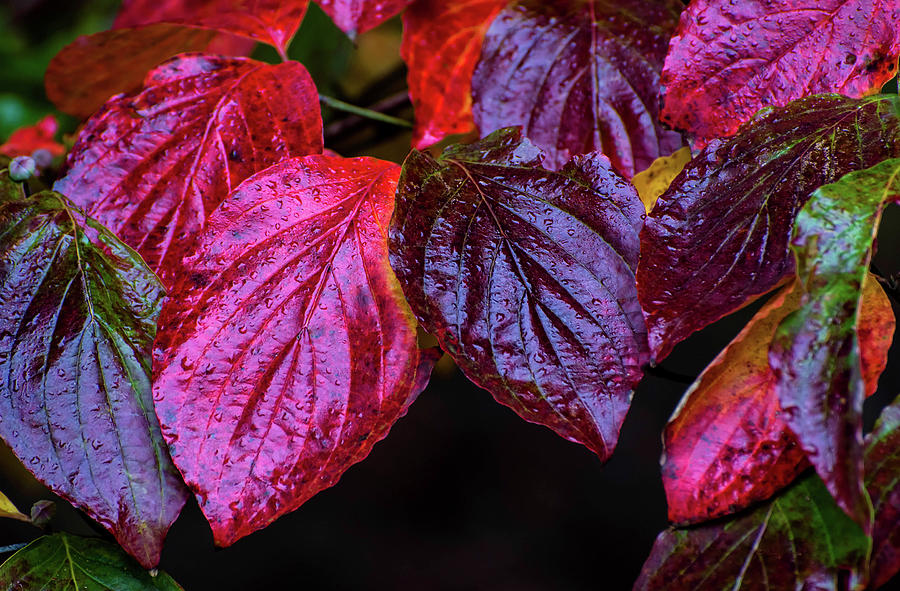 Autumn Leaves in the Rain Photograph by Rebecca Higgins