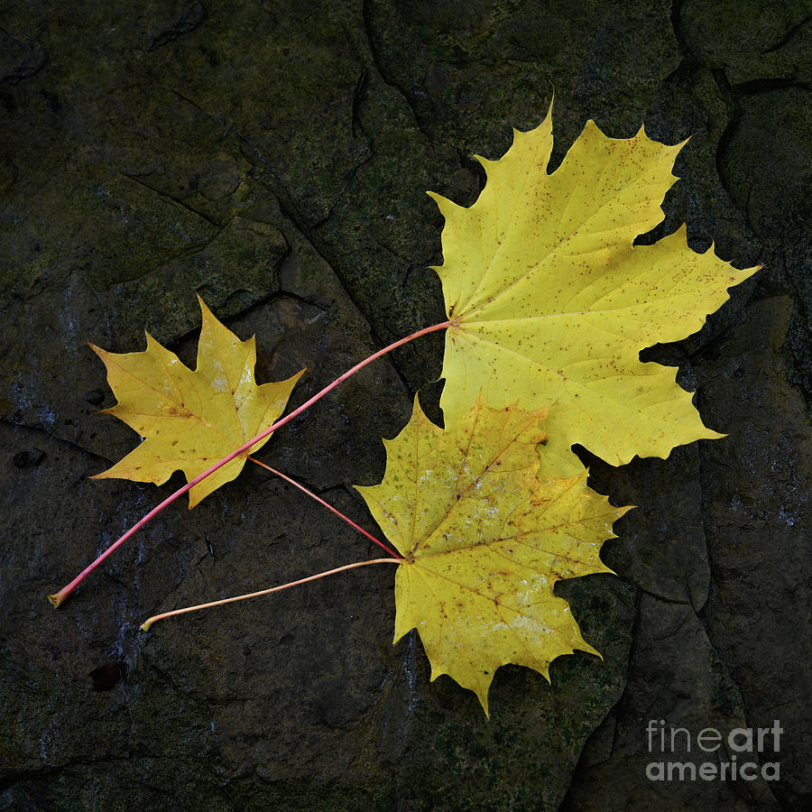 Autumn Leaves Photograph by Janet Burdon