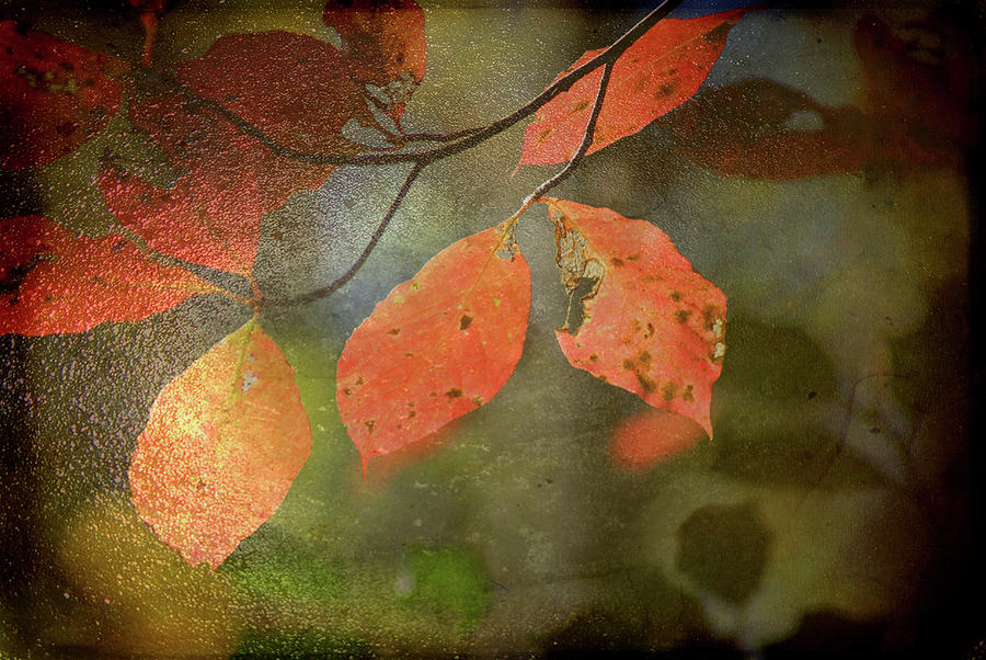 Fall Photograph - Autumn Leaves by Jean Haynes