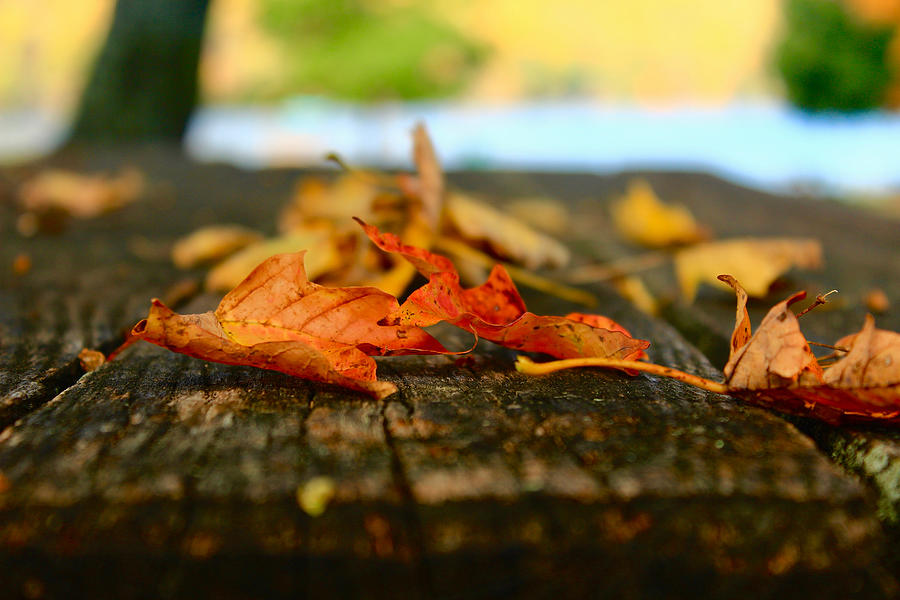 Autumn Leaves Photograph by Kevin Wheeler