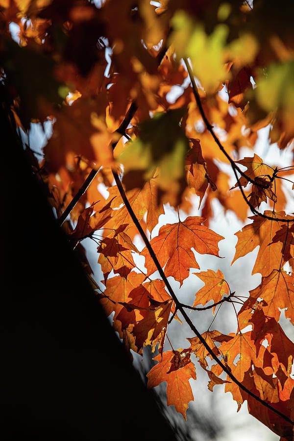 Autumn Leaves Photograph by Lara Morrison