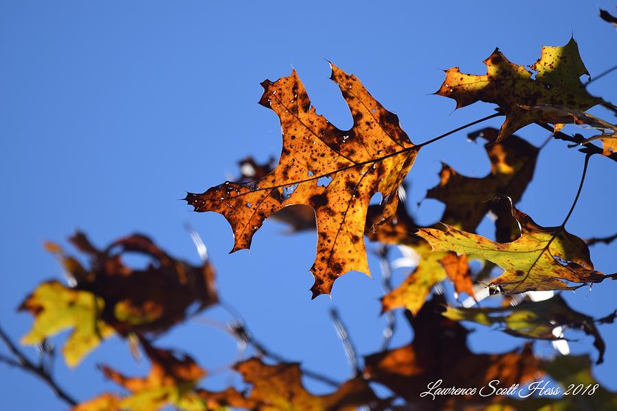Autumn Leaves Photograph by Lawrence Hess