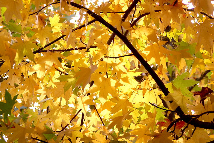 Autumn Leaves Photograph by Masha Batkova