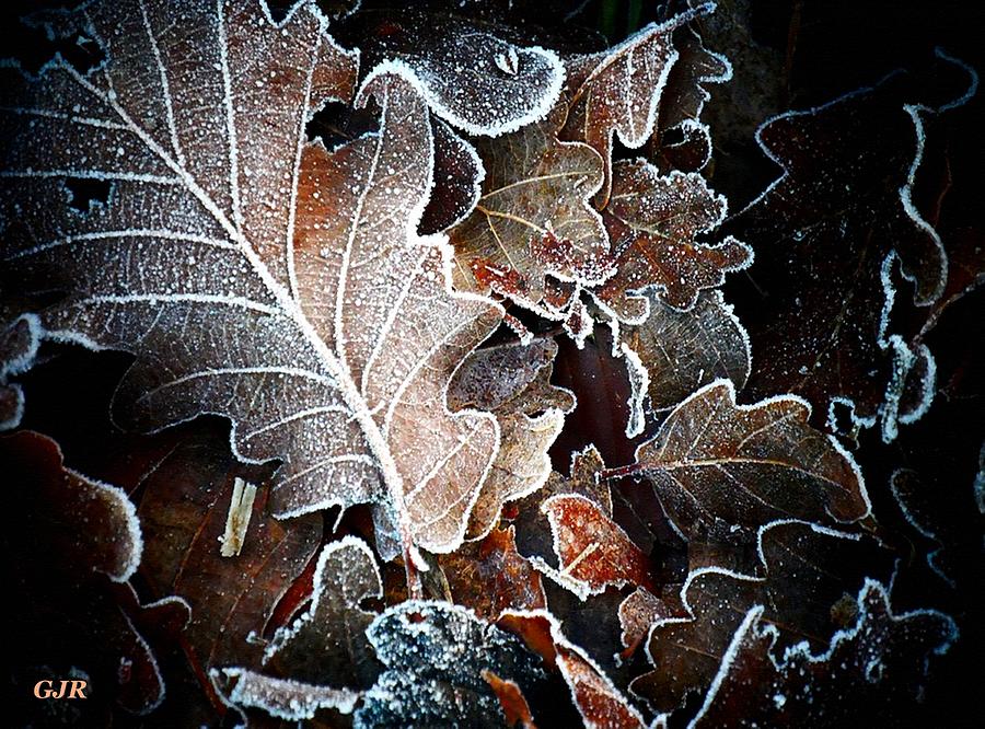 Autumn Leaves Meet Winter Frost Sharpness L A S Digital Art