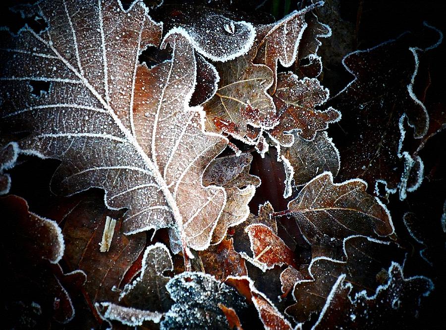 Autumn Leaves Meet Winter Frost Sharpness L B Digital Art