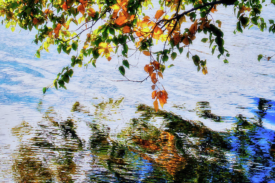 Autumn leaves mirrored in the water Photograph by Tatiana Travelways