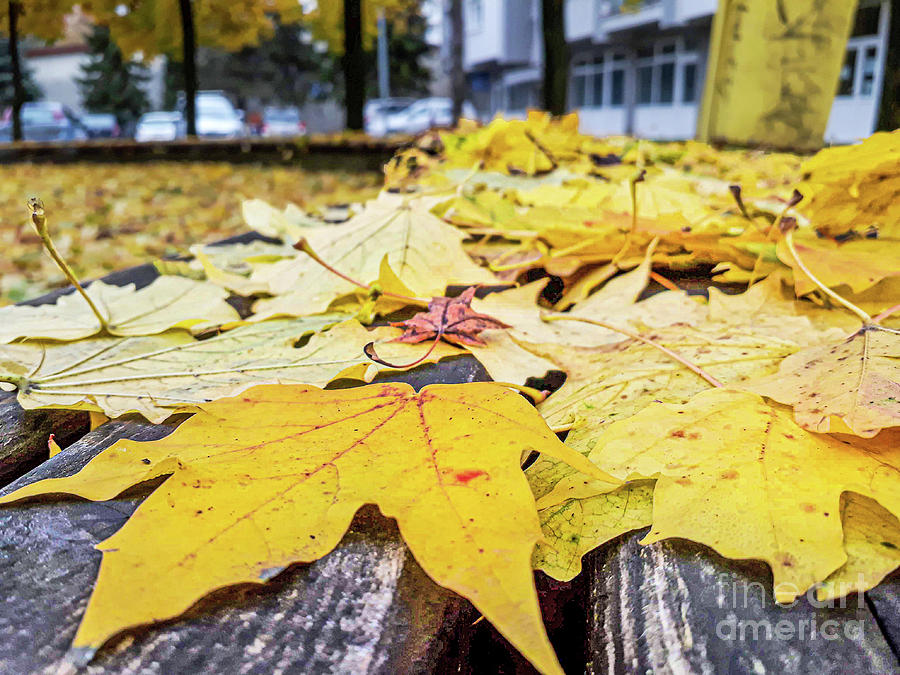Autumn Leaves Photograph by Nina Ficur Feenan