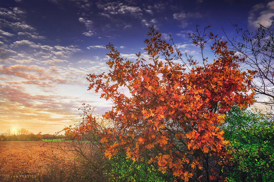 Autumn leaves on an oak branch Photograph by Dejan Travica Autumn leaves on an oak branch Photograph by Dejan Travica