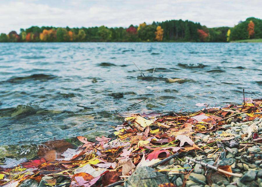 Autumn Leaves on Beltzville Lake Shoreline Photograph by Jason Fink