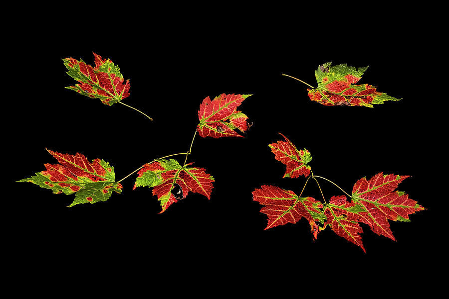 Autumn Leaves on Black Photograph by Marty Saccone