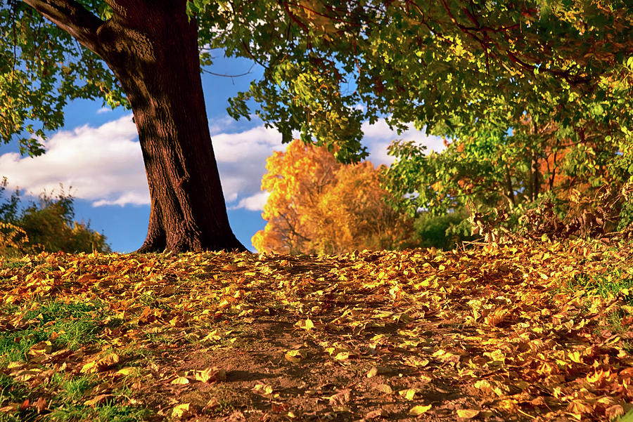 Autumn Leaves on Gibbet Hill Photograph by Joann Vitali