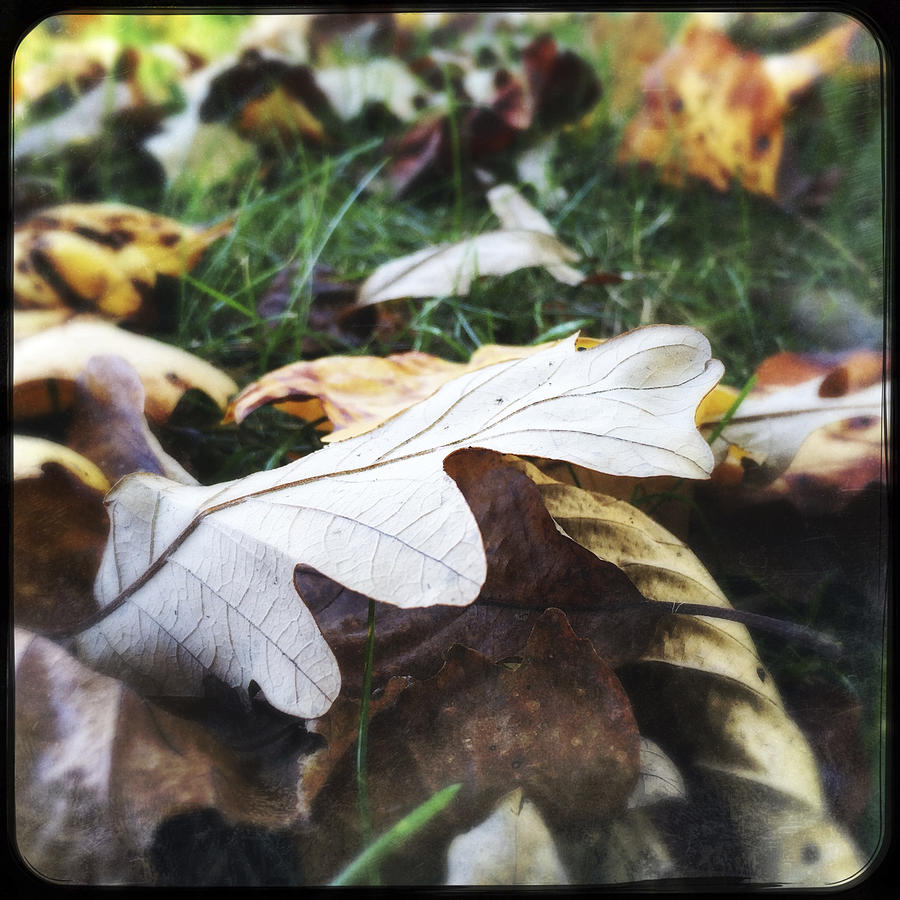 Autumn Leaves on Grass Photograph by Bgwalker