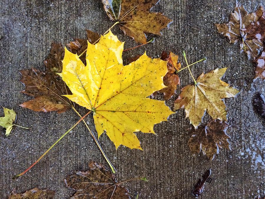 Autumn Leaves on Rainy Sidewalk Photograph by Joseph Skompski