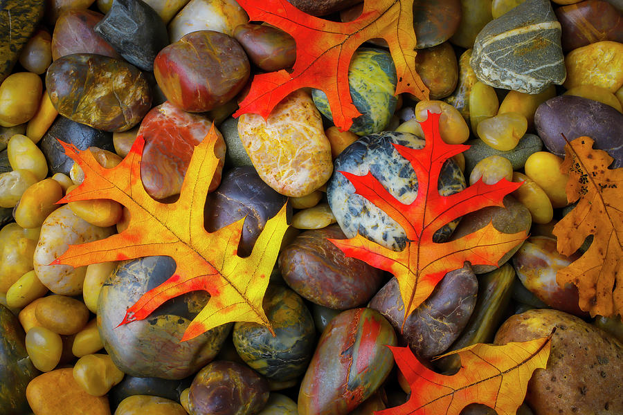 Autumn Leaves On Riverstones Photograph By Garry Gay