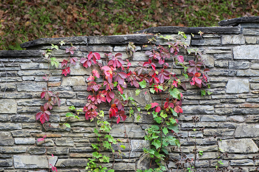 Autumn Leaves on Rock Wall Photograph by Deborah Ritch