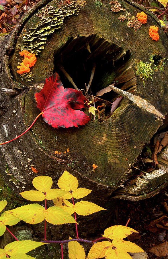 Autumn Leaves on Stump - Naubinway, Michigan USA - Photograph by Edward Shotwell Autumn Leaves on Stump - Naubinway, Michigan USA - Photograph by Edward Shotwell