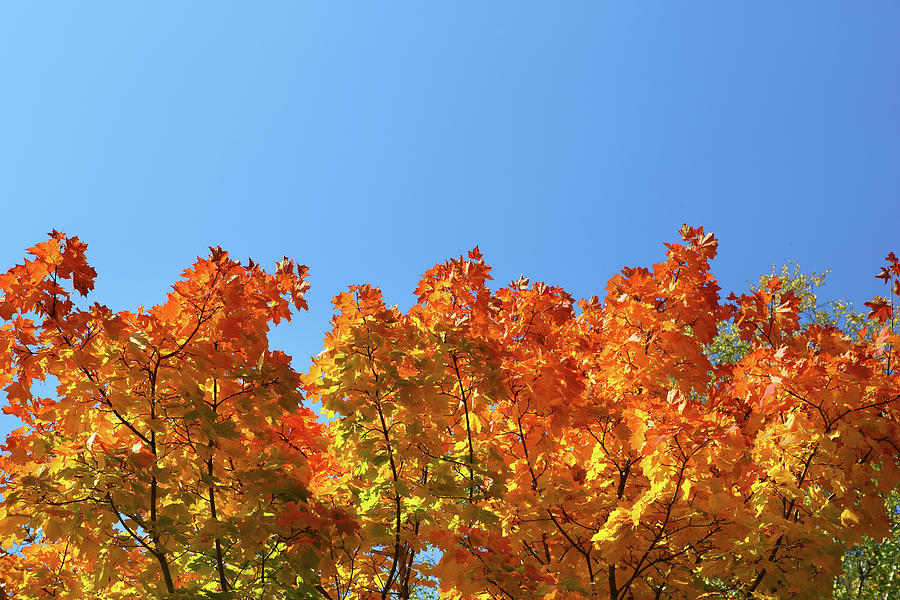 Autumn Leaves On Trees On Sky Background Photograph by Mikhail Kokhanchikov