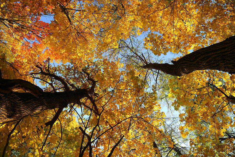 Autumn Leaves On Trees Under Sky Photograph by Mikhail Kokhanchikov