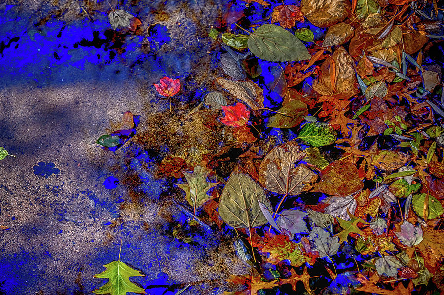 Autumn Leaves on Water Photograph by Alan Goldberg