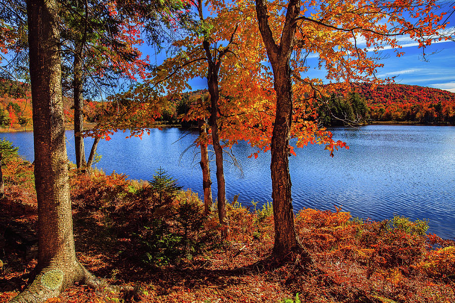 Autumn Leaves on West Lake Photograph by David Patterson