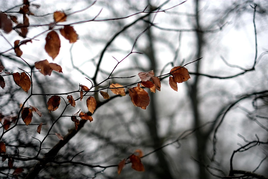 Autumn Leaves On Winter Trees Photograph by Andrew Lockie