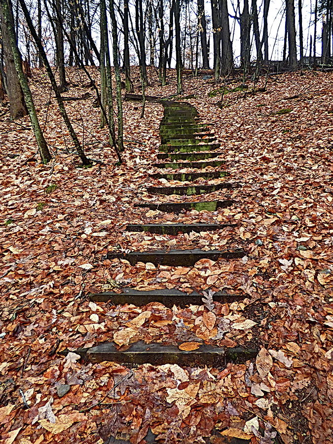 Autumn Leaves on Wooden Steps in the Forest Photograph by Lyuba Filatova
