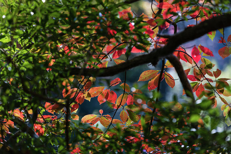 Autumn Leaves Photograph by Rachel Morrison