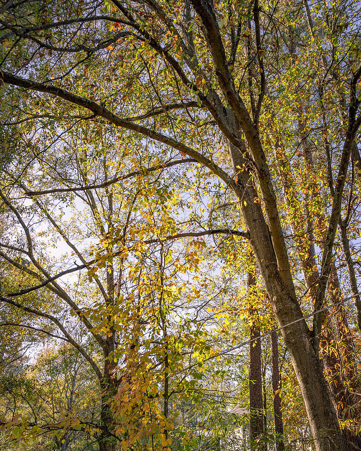 Autumn Leaves Photograph by Rakshit Pandey - Fine Art America