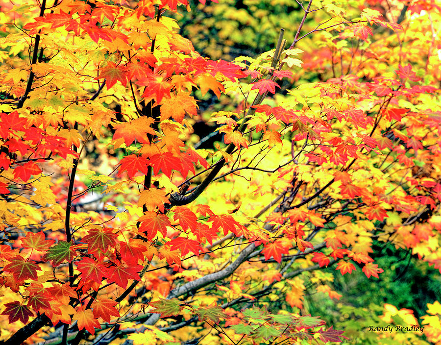 Autumn Leaves  Photograph by Randy Bradley