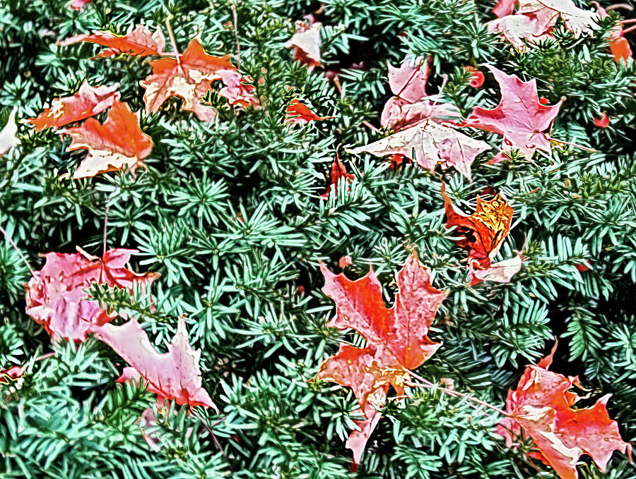 Autumn Leaves Photograph by Randy J Heath