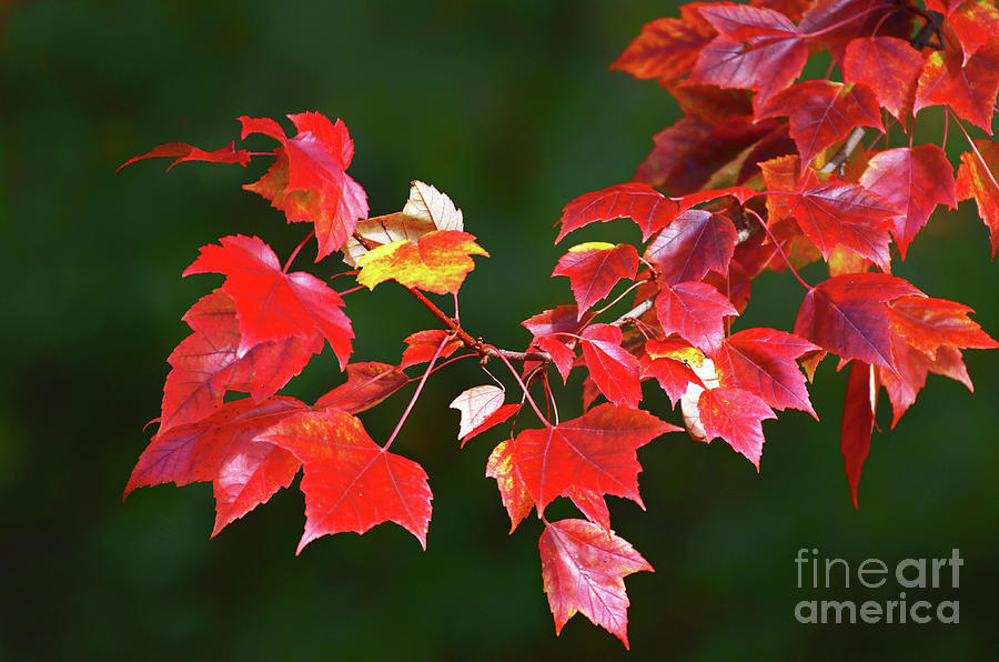 Autumn Leaves Photograph by Rodney Campbell
