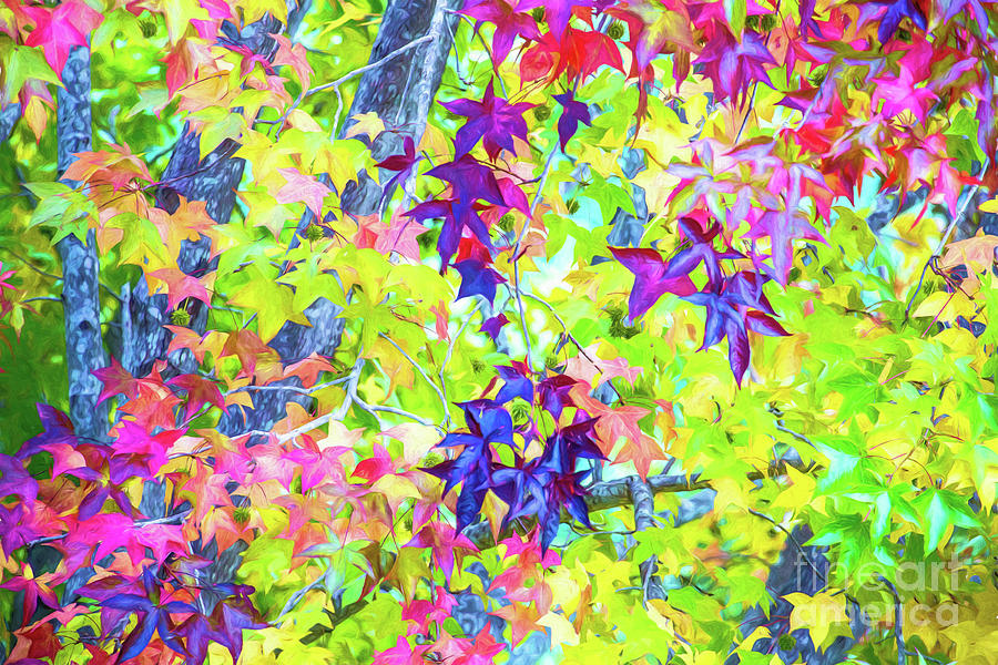 Autumn leaves Photograph by Sheila Smart Fine Art Photography Autumn leaves Photograph by Sheila Smart Fine Art Photography