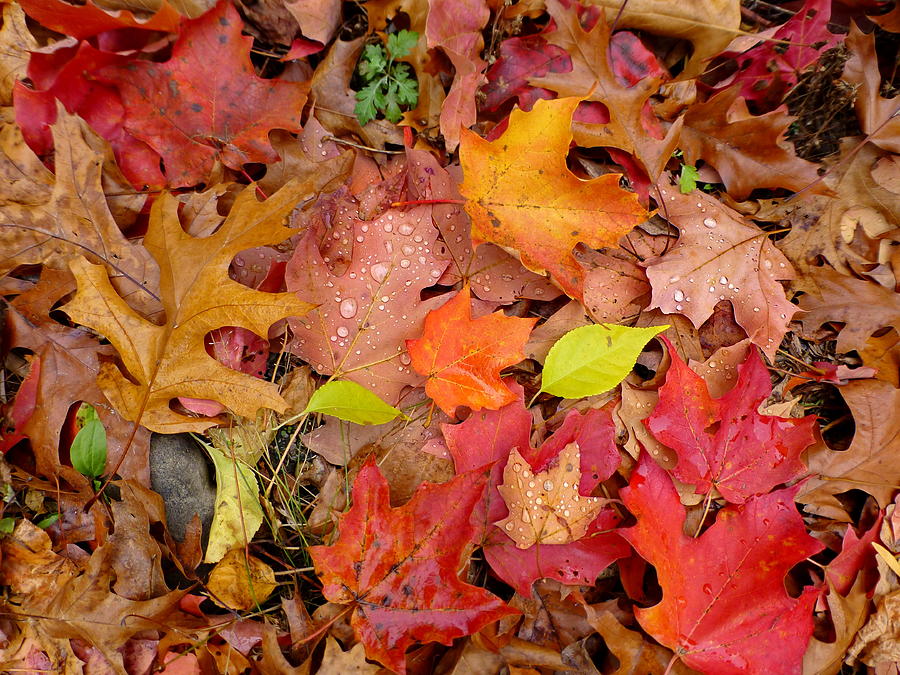Autumn Leaves Underfoot Photograph by Lyuba Filatova