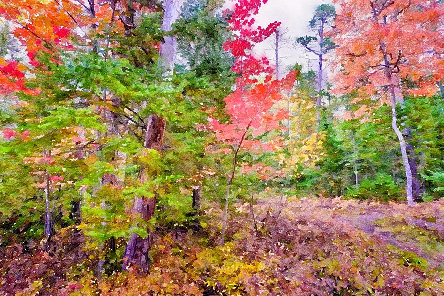 Autumn Forest Watercolor Mixed Media by Susan Rydberg