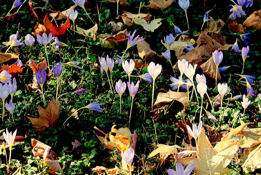 Autumn Leaves with Crocus Photograph by Nancy Kane Chapman