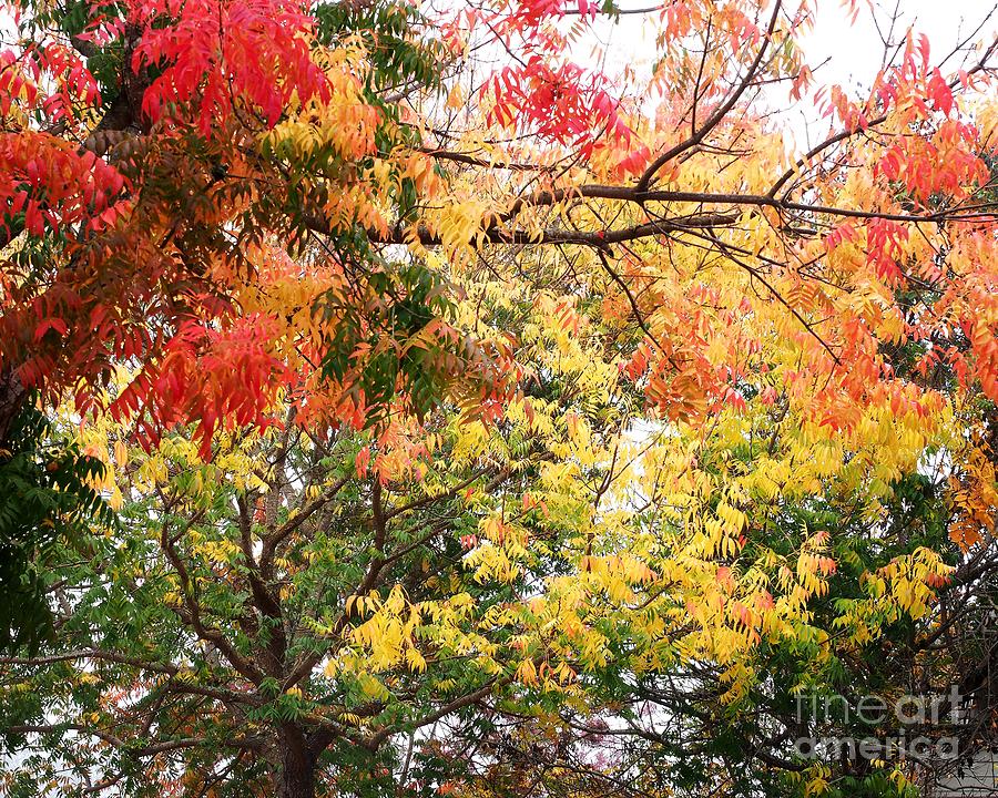 Autumn Leaving Trees Photograph by Richard Thomas