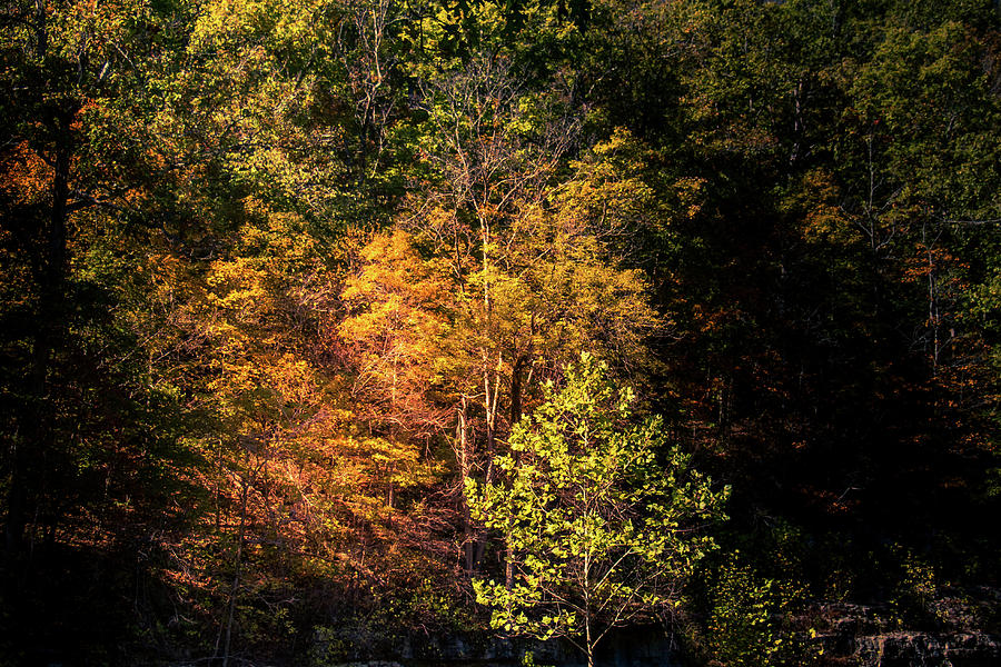 Autumn Light Photograph by Allin Sorenson