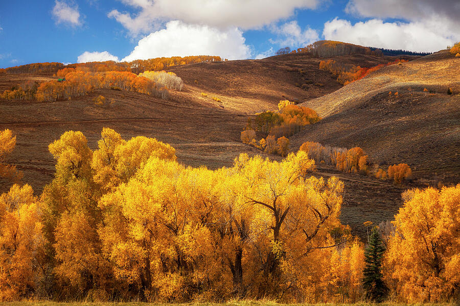 Tree Photograph - Autumn Light Colorado by Andrew Soundarajan