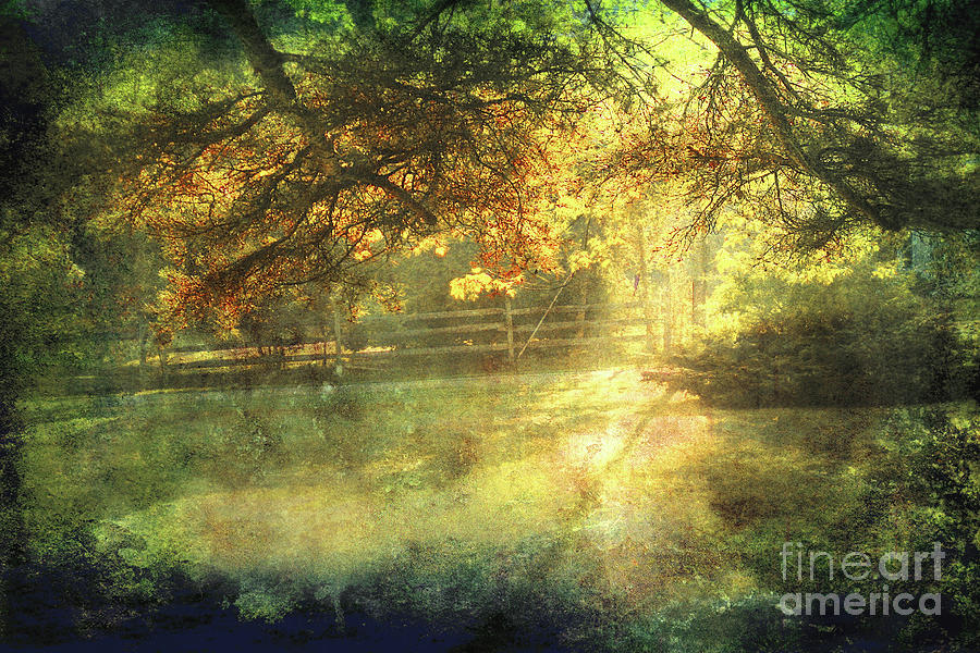 Tree Photograph - Autumn Light by Ellen Cotton