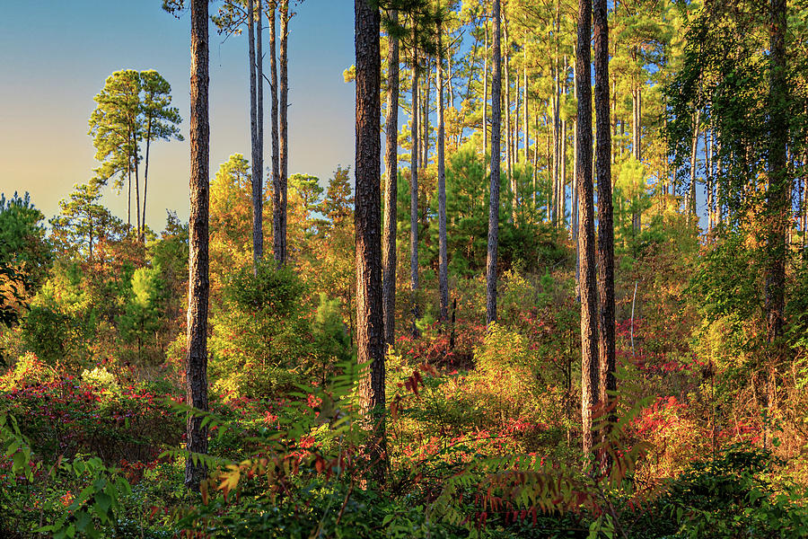 Autumn Light In The Piney Woods Photograph