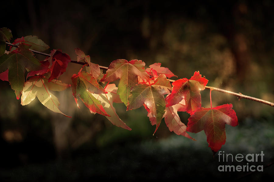 Autumn Lights Photograph by Elaine Teague