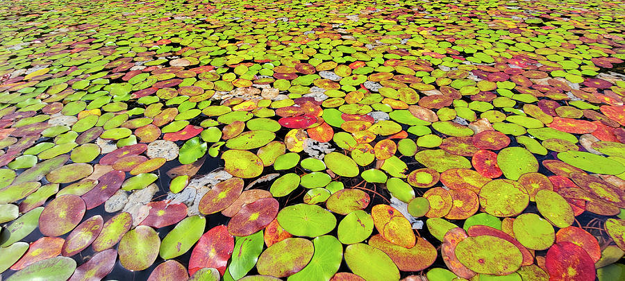 Autumn Lillypads Photograph by Brook Burling