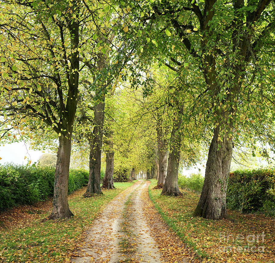 Autumn Lime Tree Avenue in the Cotswold Countryside Photograph by Tim Gainey