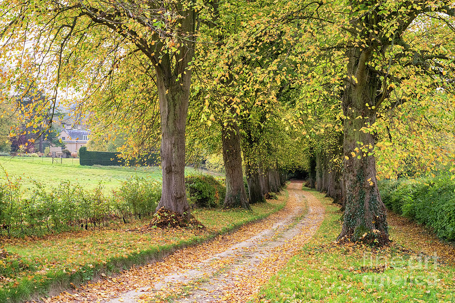 Autumn Lime Tree Avenue in the Cotswolds Photograph by Tim Gainey