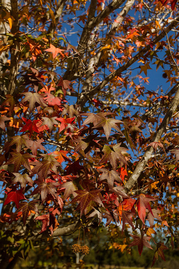 Autumn liquidambar leaves Photograph by Craig P. Jewell
