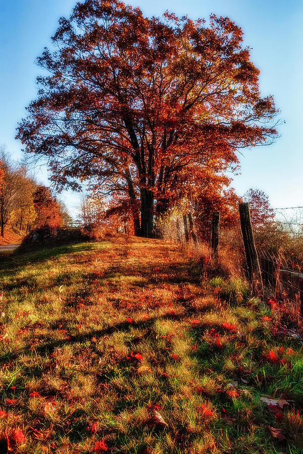Autumn Long Shadows and Vivid Colors Photograph by Dan Carmichael